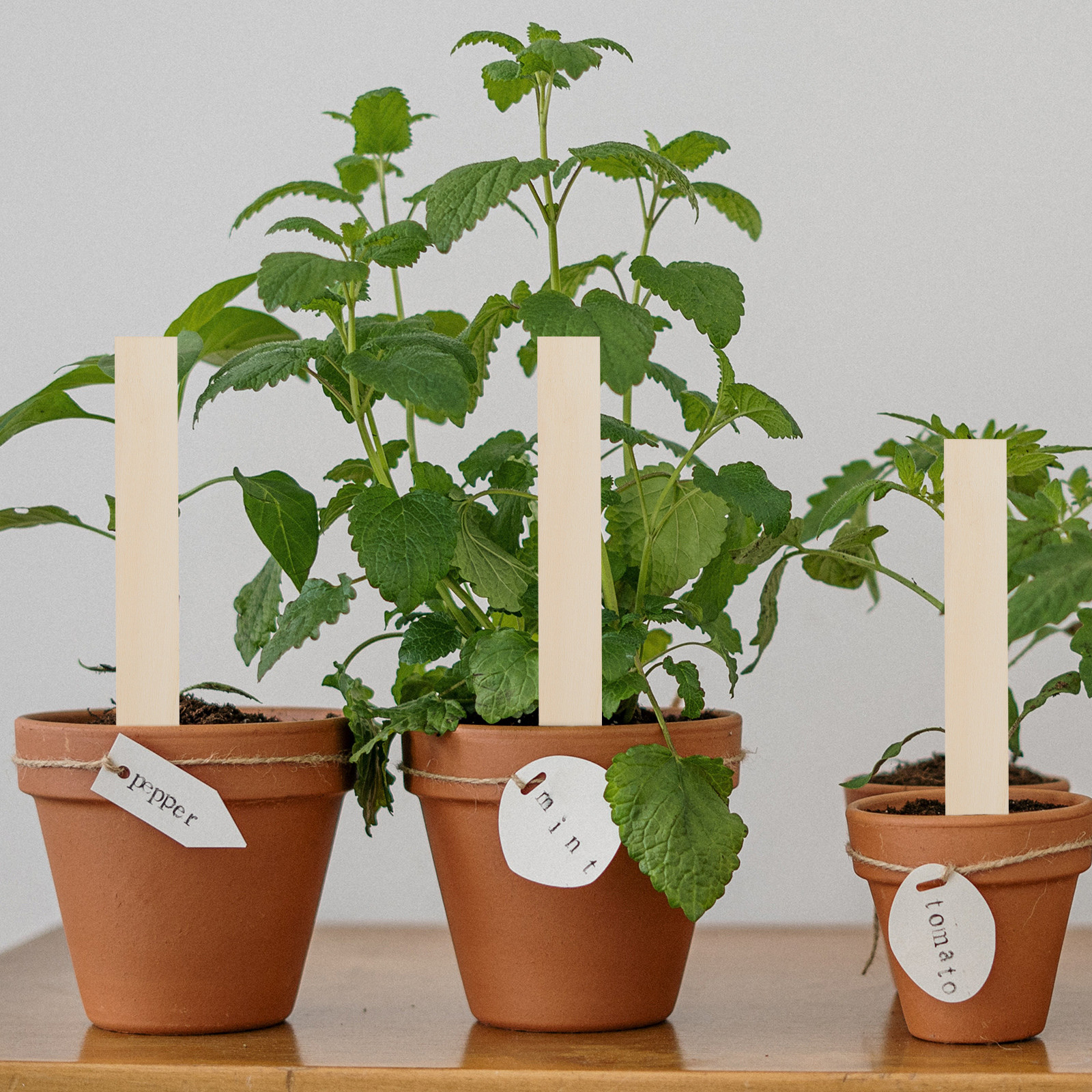 50Pcs Blank Wood Plant Labels  - Garden Row Marker avaliação e preço